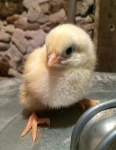 Lakestone Family Farm chick